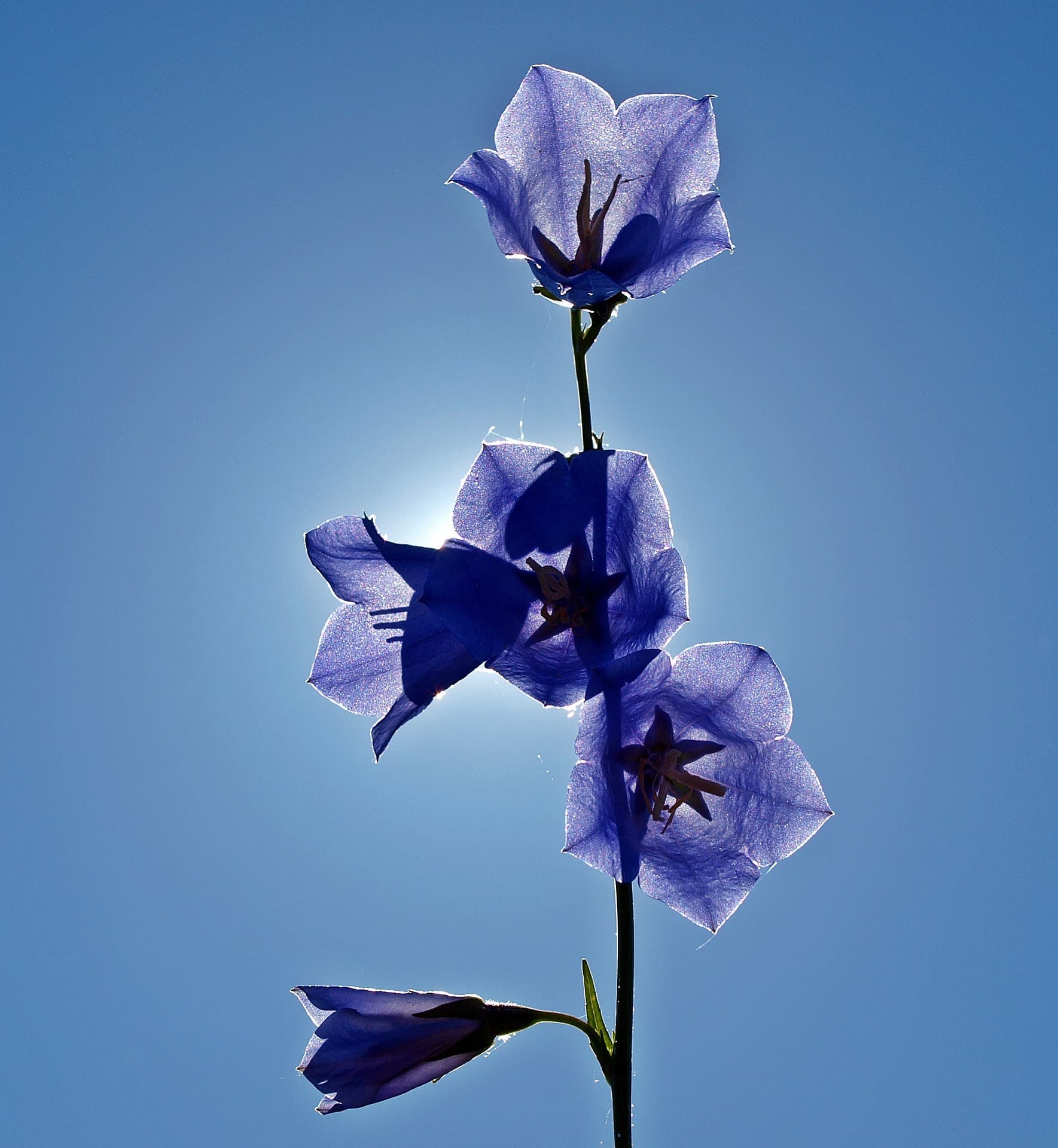 picture of bellflowers